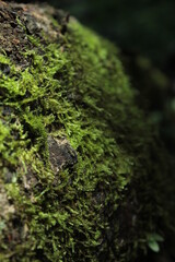 moss on stone