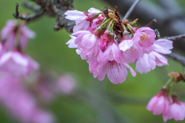 桜の花　春のイメージ