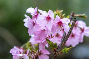 桜の花　春のイメージ