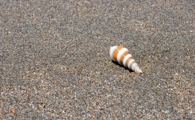 A spiral seashell on a sea beach close up