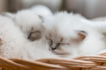 Closeup of a British shorthair kittens of silver color sleeping in a wicker basket. Siberian nevsky masquerade cat color point. Pedigree pet. High quality photo