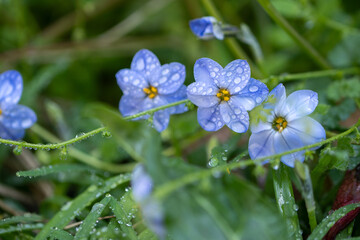 ハナニラの花　春のイメージ