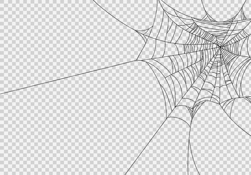 Spiderwebs isolate on png or transparent  background, happy halloween banner, template for poster, brochure, advertising, promotion,sale marketing vector illustration