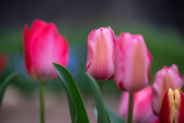 チューリップの花　春のイメージ