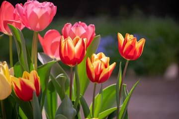 チューリップの花　春のイメージ