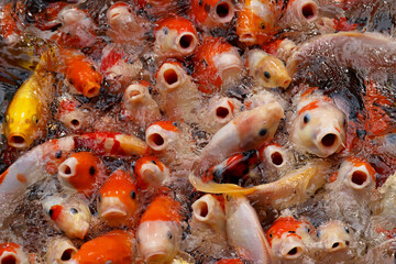 Obraz na płótnie Canvas 餌を待つ鯉
