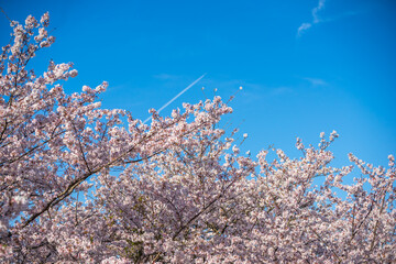 桜の花　春のイメージ