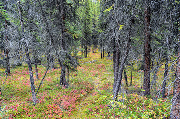 Alaskan forest.