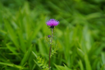 Flower through the grass. 