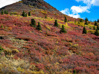 Alaskan Mountain Side in autumn.