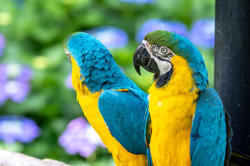 ルリコンゴウインコのポートレート
