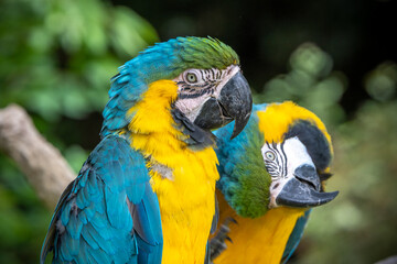 ルリコンゴウインコのポートレート