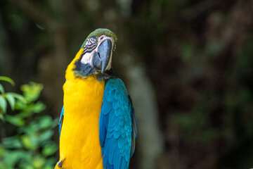 ルリコンゴウインコのポートレート