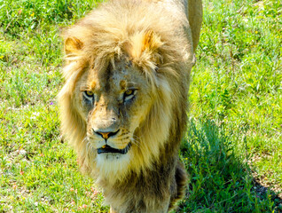 The lion's head is close-up close-up.
