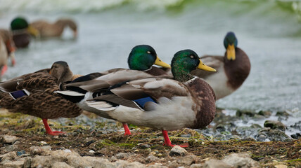 Mallard ducks sleeping on the shore of a lake
