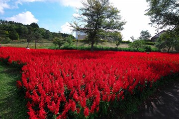 真っ赤に染まったサルビア