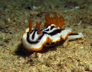 A Chromodoris Magnifica nudibranch crawling on sand Boracay Island Philippines 