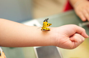 A broken wing yellow butterfly perched on a baby's arm.