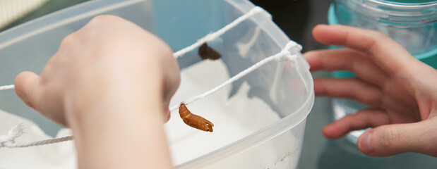pet cocoon butterfly that is kept in the house, on the box, on the table.