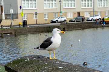 Closeup view of a beautiful seagull in Reykjavik Iceland