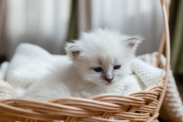 Closeup of the snout of a British shorthair kitten of silver color sleeping in a wicker basket. Siberian nevsky masquerade cat color point. Pedigree pet. High quality photo