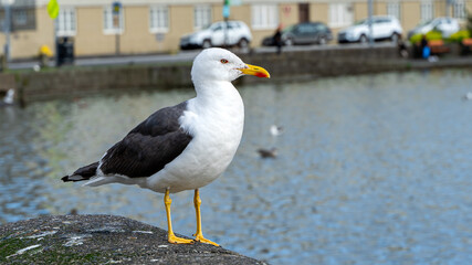Closeup view of a beautiful seagull in Reykjavik Iceland
