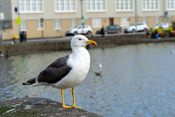 Closeup view of a beautiful seagull in Reykjavik Iceland