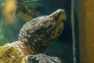 Alligator snapping turtle in the water