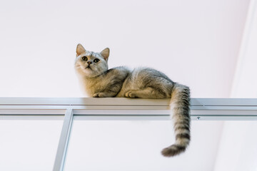 A naughty cat climbing high