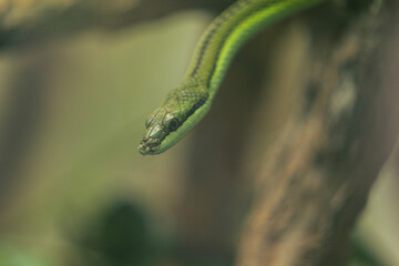 green snake