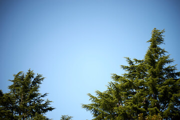 針葉樹・森・上空・空・快晴・青空・風景