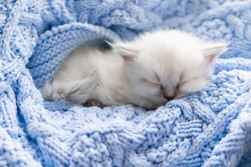 British shorthair kitten of silver color sleeps buried in a blue knitted blanket. Siberian nevsky masquerade cat color point. High quality photo