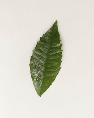 Creative layout made of piles of tropical leaves. Green tropical leaves on white background, summer concept. The top view lays flat with copy space for your text. Fresh leaf detail wallpaper.