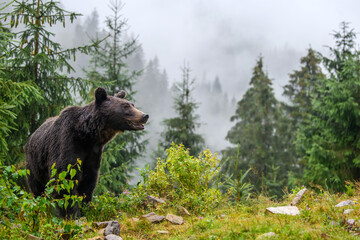 Fototapety  Wild Brown Bear in the summer forest. Animal in natural habitat. Wildlife scene