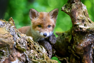 Red fox, vulpes vulpes, small young cub in forest. Cute little wild predators in natural environment