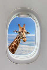 Giraffe outside airplane porthole on deep blue sky background