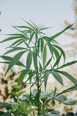 Fototapeta premium Plant, sprig of hemp. Alternative medicine. Production of medicines and oils from hemp. Verical photo
