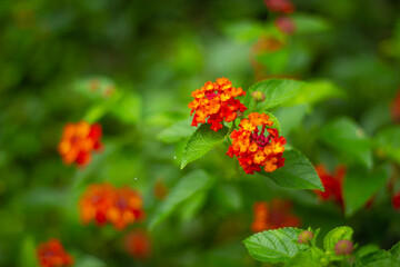 Red verbena flower stock Images. red and yellow Verbena blooming in garden. Beautiful flower. colorful flower. Side view.