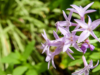 ルリフタモジは南アフリカ原産で、観賞用に栽培され逸出したものが沖縄などで帰化している多年草です。