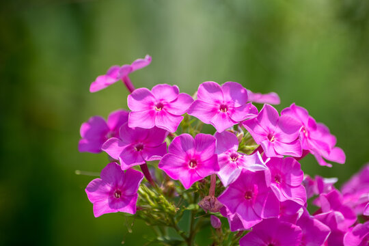 ツルハナナス の画像 26 件の Stock 写真 ベクターおよびビデオ Adobe Stock