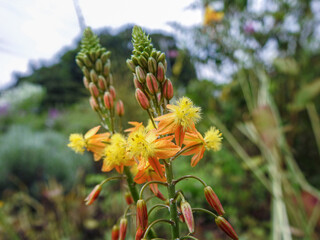 アロエのように多肉質な葉を持ち、オレンジ色の花を咲かせる花が「ハナアロエ」です。