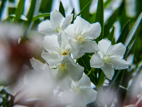 夾竹桃images Browse 164 Stock Photos Vectors And Video Adobe Stock