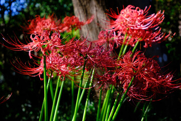 彼岸花と秋の風景