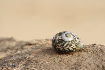 shell on the beach