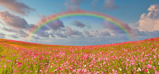 Beautiful Panoramic of cosmos flowers blooming in the field with beutiful sky and rainbow
