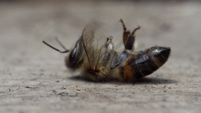 The bee is dying. A dead bee macro. The death of honey bees and environmental pollution by pesticides: The honey bees as biological indicators. Beekeeping or apiculture. Bee colony in hive