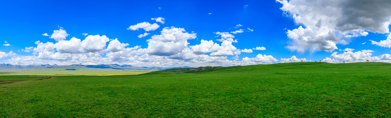 Fototapeta premium Green grassland natural scenery in Xinjiang,China.Wide grassland and blue sky with white clouds landscape.panoramic view.