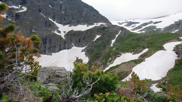 Altai mountain landscape with bushes of cedar elfin on foreground.