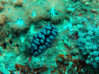 coral reef and nudibranch
