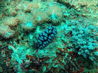 coral reef with nudibranch